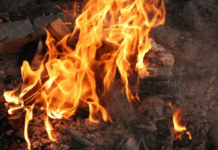 El animal que cocino